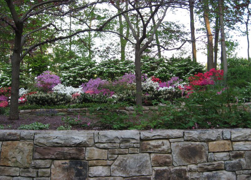 Blended Stone Terrace Wall with Azaleas