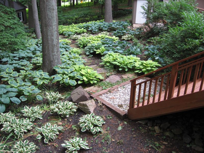 Wood steps leading down to hosta garden