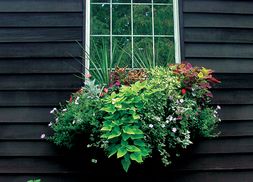 Mixed Planting Window Box
