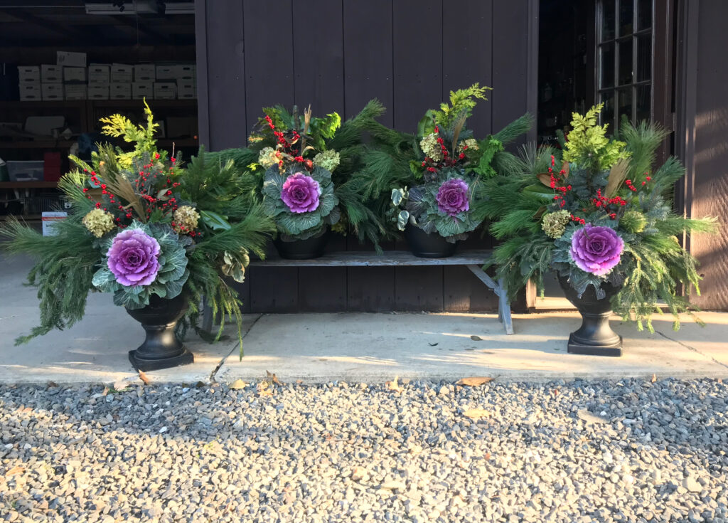 Formal Planters with Decorative Purple Cabbage and Greens