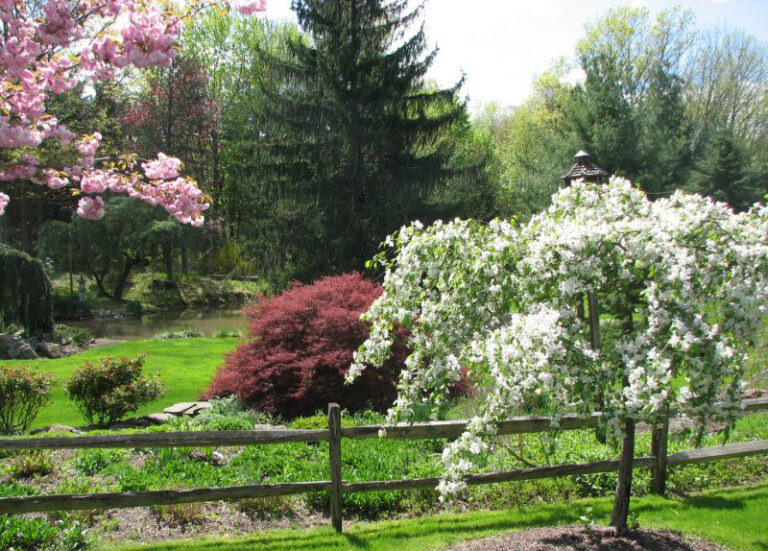 Ornamental trees with spring blossoms
