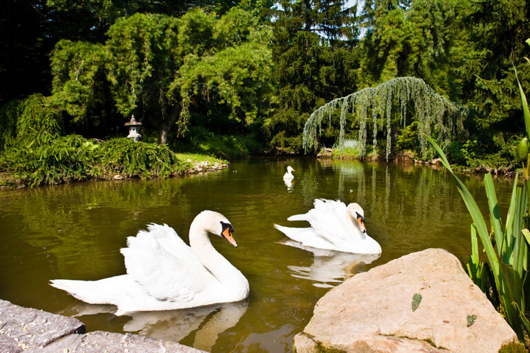 Large pond with swans and weeping trees
