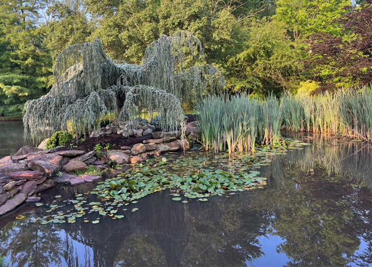 Weeping Cedar Tree Enhances Pond